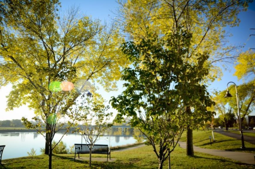 Trees by a lake