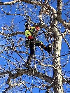 person trimming a tree with a saw